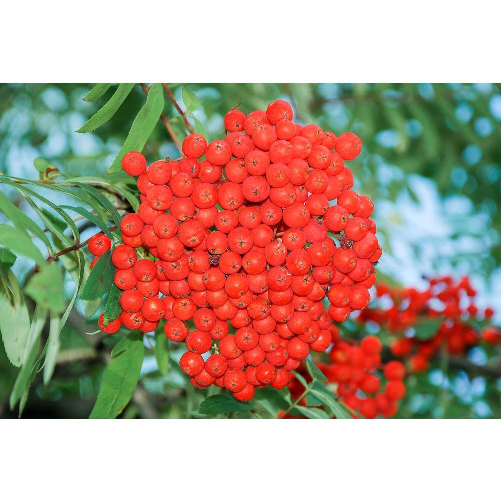 Online Orchards Rowan Mountain Ash Tree (Bare Root 3 ft. to 4 ft. Tall) SHMA001