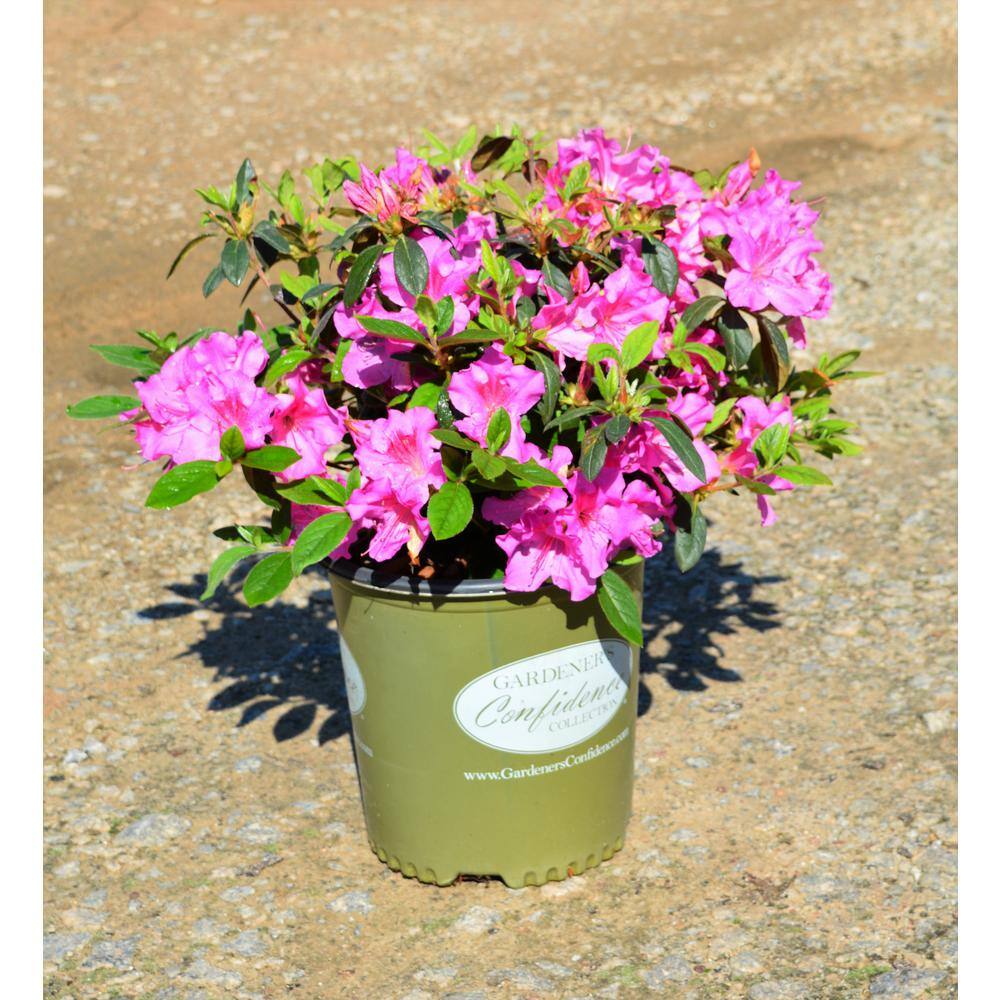 Vigoro 2 Gal. Augusta Echo Azalea Shrub with Bright Pink Reblooming Flowers 10159