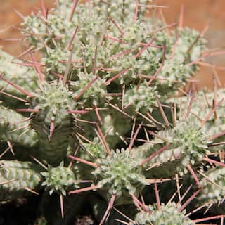 ALTMAN PLANTS Altman Reserve 6 in. Corn Cob Succulent (Euphorbia Mammillaris Variegata) in Cement Pot 0872979