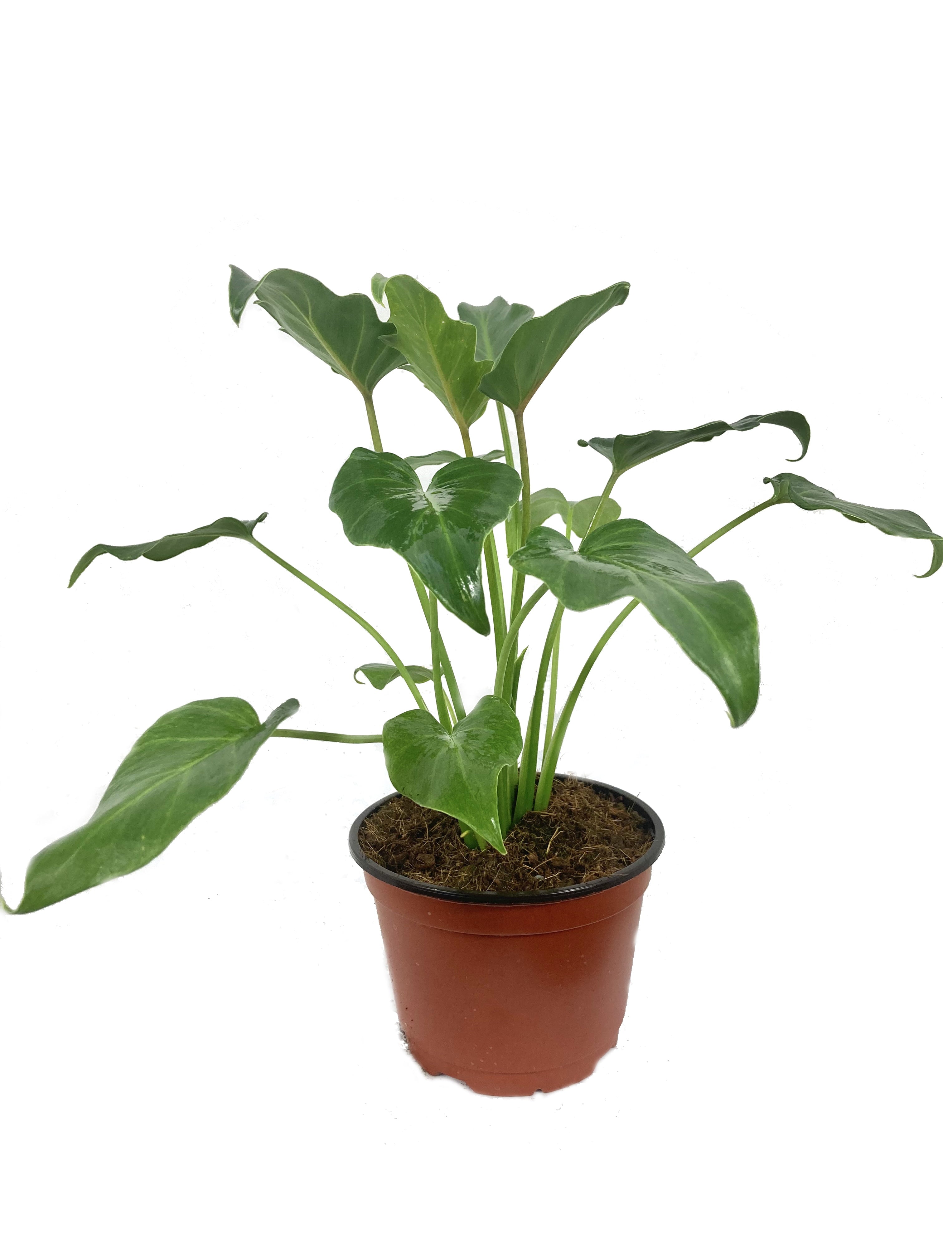 Xanadu Cut Leaf Philodendron - Live Plant in a 6 Inch Pot - Philodendron Danadu - Compact Easy Care Evergreen Shrub