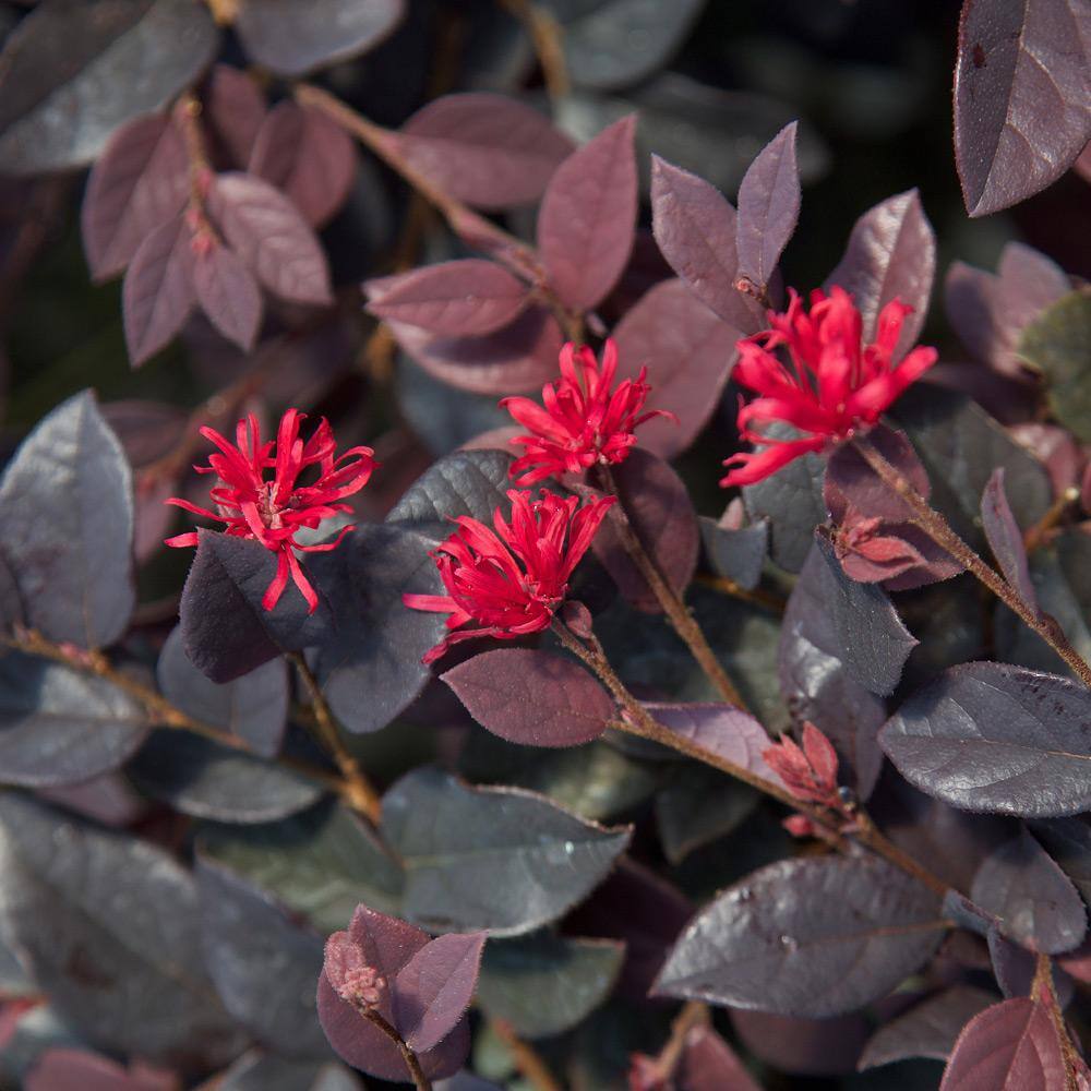 SOUTHERN LIVING 2.5 Qt. Red Diamond Midsize Loropetalum Evergreen Shrub with Purple Foliage Red Ribbon Blooms 4209Q