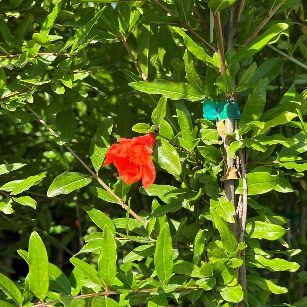 Alder  Oak #5 Container Parfianka Deciduous Pomegranate Tree POPA05