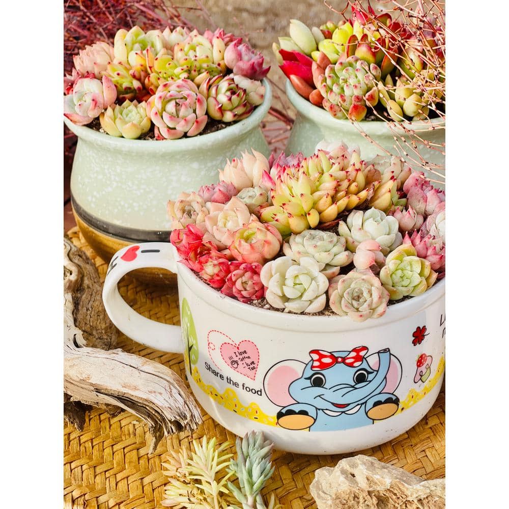 Cesicia Succulent Plants Collection Flowers with Coffee Cup Decorative Vase DRZWPlant17