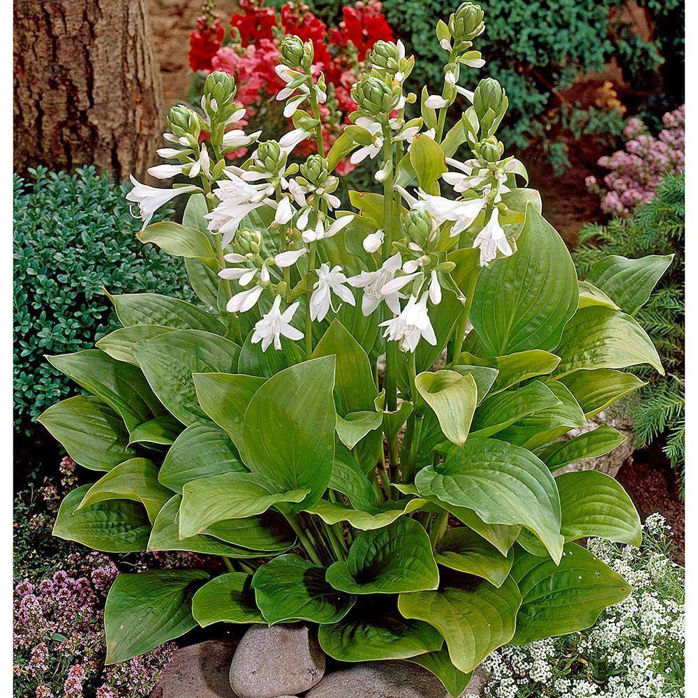 Online Orchards 1 gal. Royal Standard Hosta Shrub with Large Dimpled Heart Shaped Leaves and Aromatic White Flowers (2-Pack) SBHO001