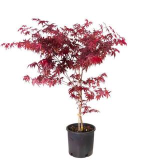 Online Orchards 2 Gal. Red Emperor Japanese Maple Tree With Dark Red Foliage Turning To Bright Scarlet in Autumn SBAP204