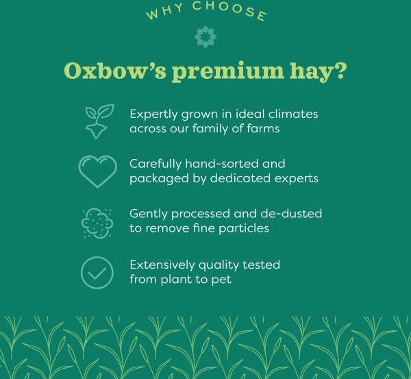 Oxbow Prime Cut Hearty and Crunchy Timothy Hay Small Pet Food， 80-oz bag