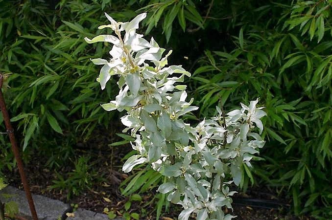 10 AMERICAN SILVERBERRY Elaeagnus Commutata aka Wolf Willow Wolfberry Wild Olive Berry Fruit Shrub Seeds