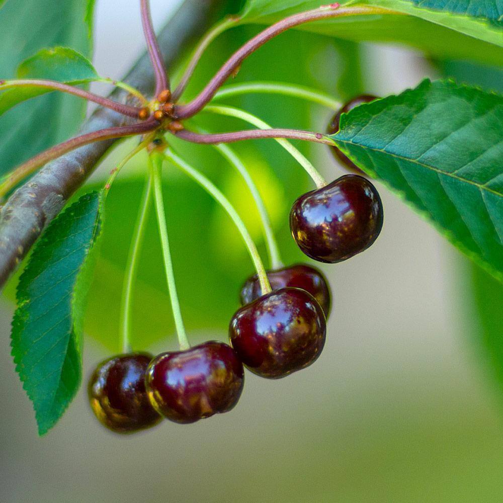 Brighter Blooms Black Tartarian Cherry Tree CHE-BLA-45-PS