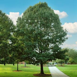 1 Gal. Shumard Oak Shade Tree OAKSHU01G