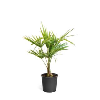 Brighter Blooms 3 Gal. Pindo Palm Tree in Pot PAL-PIN3