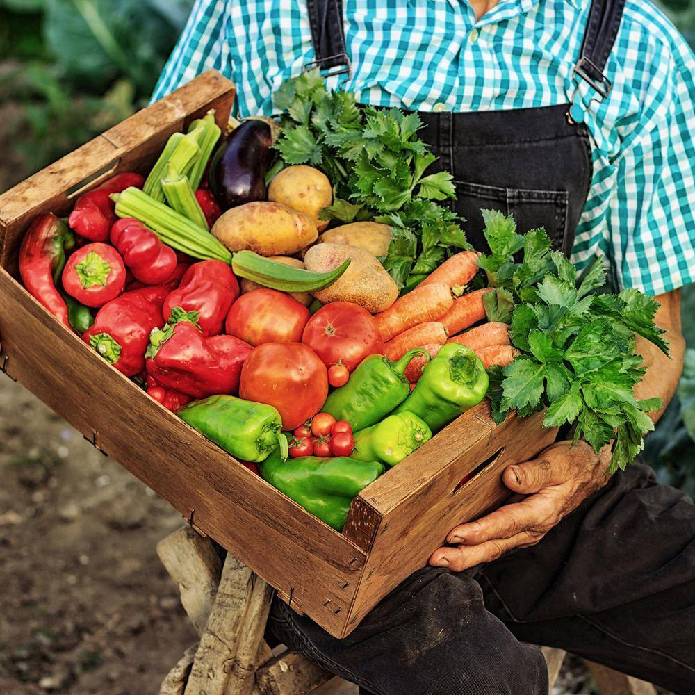 SIMPLYGRO Old Farmer's Almanac 2.25 lbs. Organic Tomato and Vegetable Plant Food Fertilizer Covers 250 sq. ft. OFA-TV848