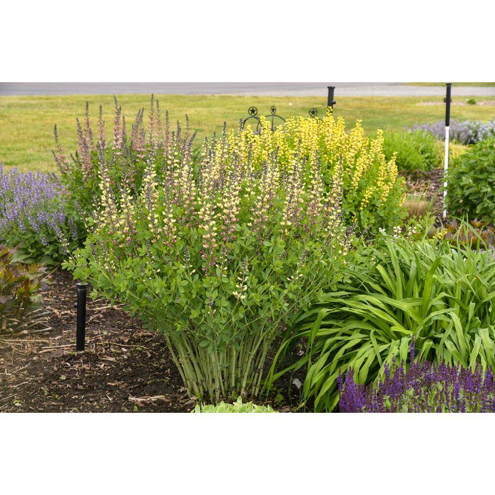 PROVEN WINNERS 3 Gal. Pink Lemonade Baptisia Live Perennial Plant (1-Pack) BAPTI3PLM1PK