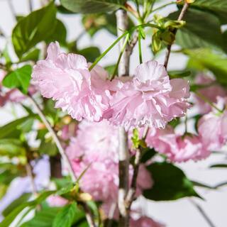 Perfect Plants 4-5 ft Tall. Japanese Kwanzan Cherry Tree in Grower's Pot Cherry Blossom Festival Blooms THD00518