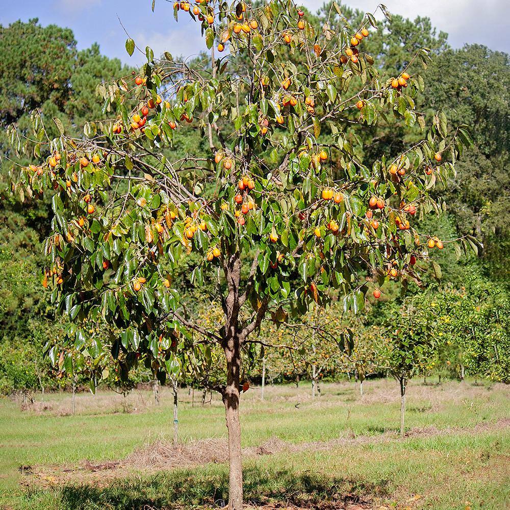 1 Gal. Saijo Persimmon Tree PERSAI01G
