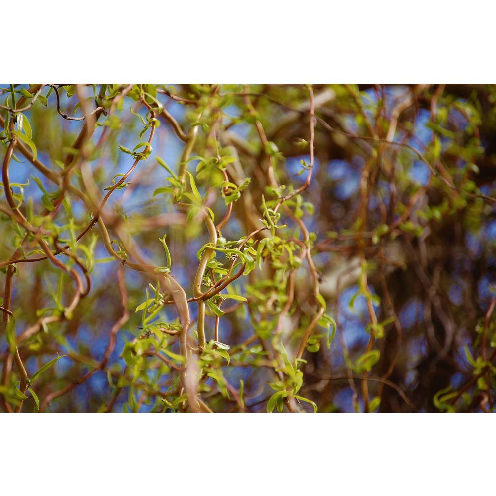 Online Orchards 3 ft. - 4 ft. Tall Bare-Root Corkscrew Willow Tree SHWI003