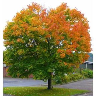 Online Orchards Norway Maple Tree - Among The Most Cold Hardy and Fastest Growing Maples (Bare Root 3 ft. to 4 ft. Tall) SHNM002