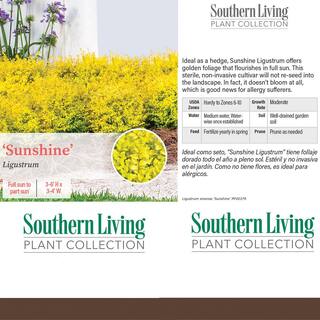 SOUTHERN LIVING 2 Gal. Sunshine Ligustrum Privet Shrub with Golden-Yellow Foliage 14434