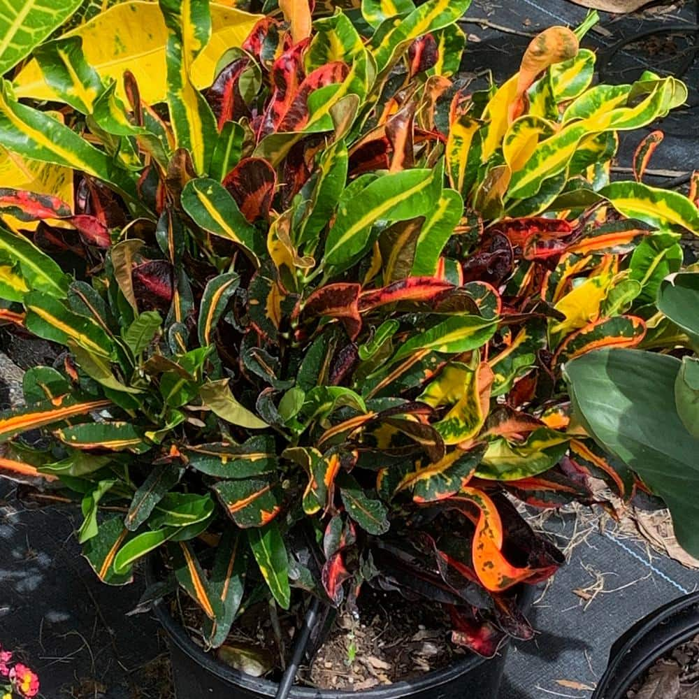 OnlinePlantCenter Mammy Croton Plant in a 10 in. Grower Pot CR010G3