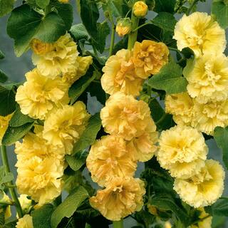 VAN ZYVERDEN Hollyhocks Alcea Rosea Yellow (Set of 5 Roots) 83326