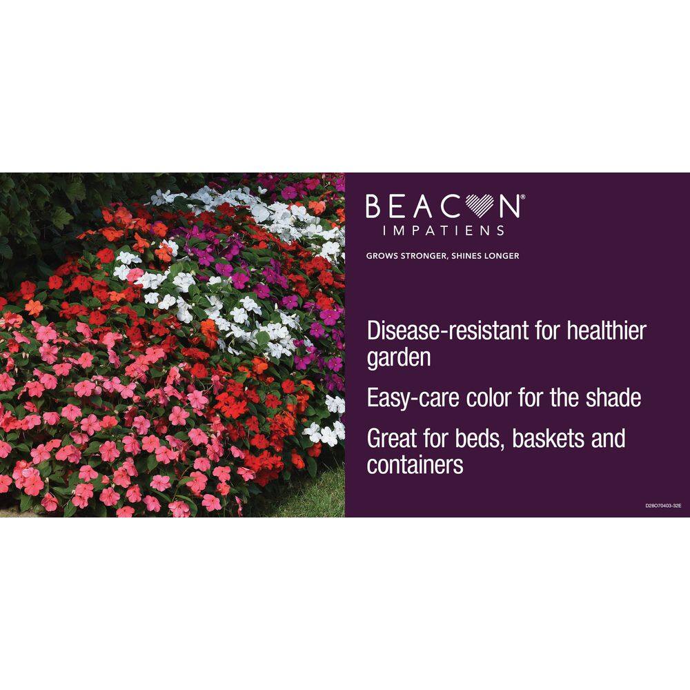 BEACON 4.5 In. Red Beacon Impatiens Outdoor Annual Plant with Red Flowers 3465