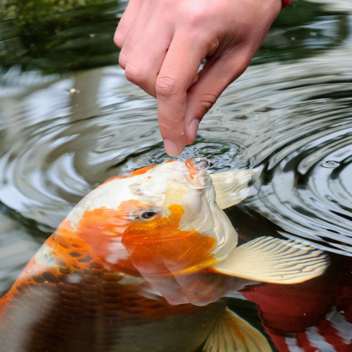 Tetra Pond Koi Vibrance Color Enhancing Sticks Koi and Goldfish Food