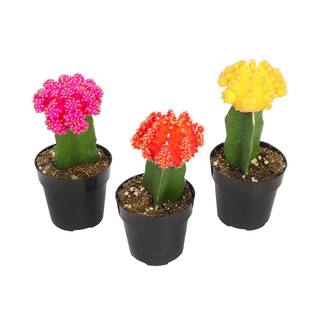 SMART PLANET 9 cm Grafted Cactus Plant Collection (3-Pack) 0880058