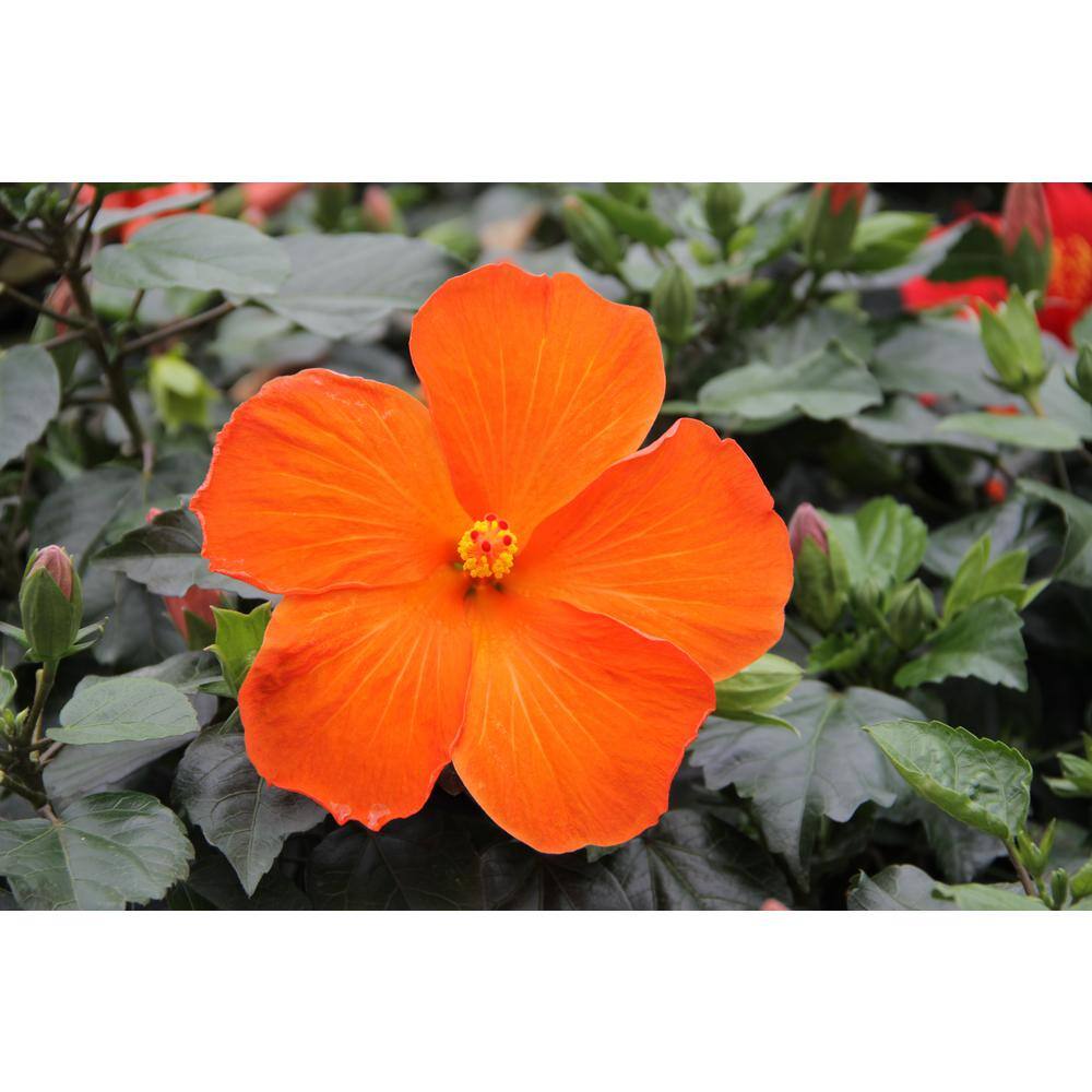 Costa Farms Orange Premium Hibiscus Tropical Live Outdoor Plant in 3 Qt. Grower Pot Avg. Shipping Height 1-2 ft. Tall 10HIBBUSHORANGE