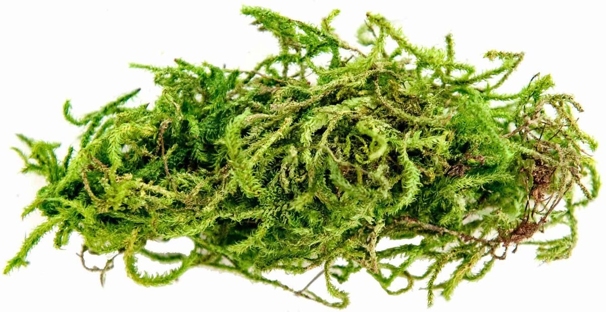 Galapagos Sphagnum Reptile， Amphibian and Insect Terrarium Moss