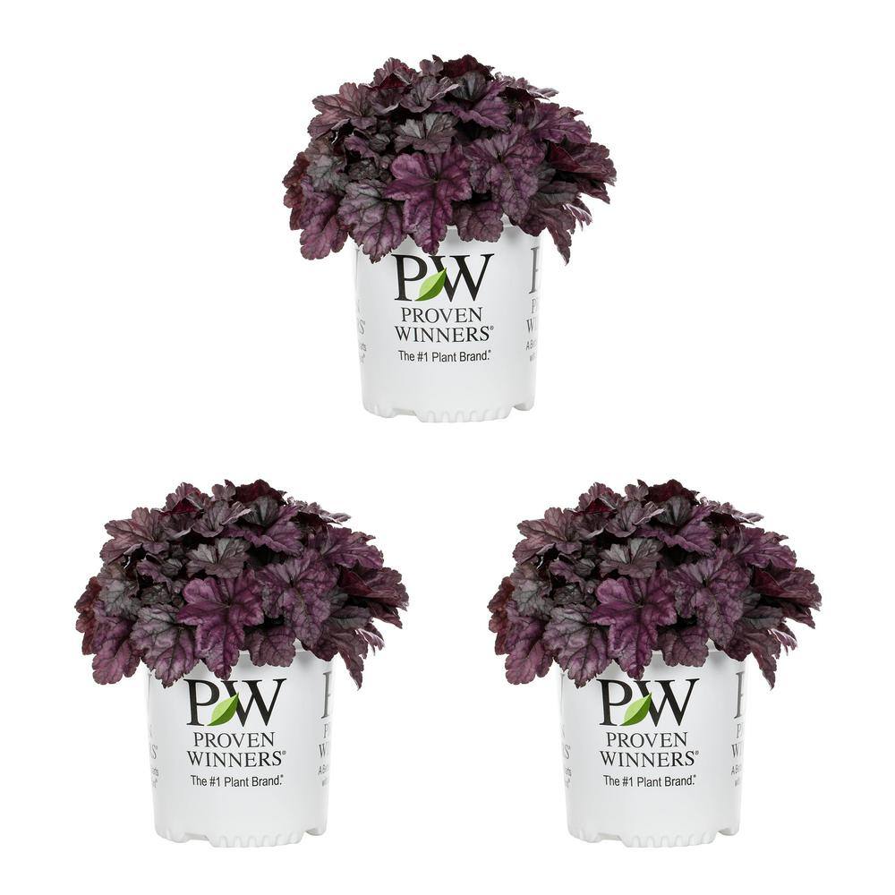 METROLINA GREENHOUSES 2.5 Qt. Proven Winners Heuchera Dolce Wildberry Perennial Plant (3-Pack) 4547