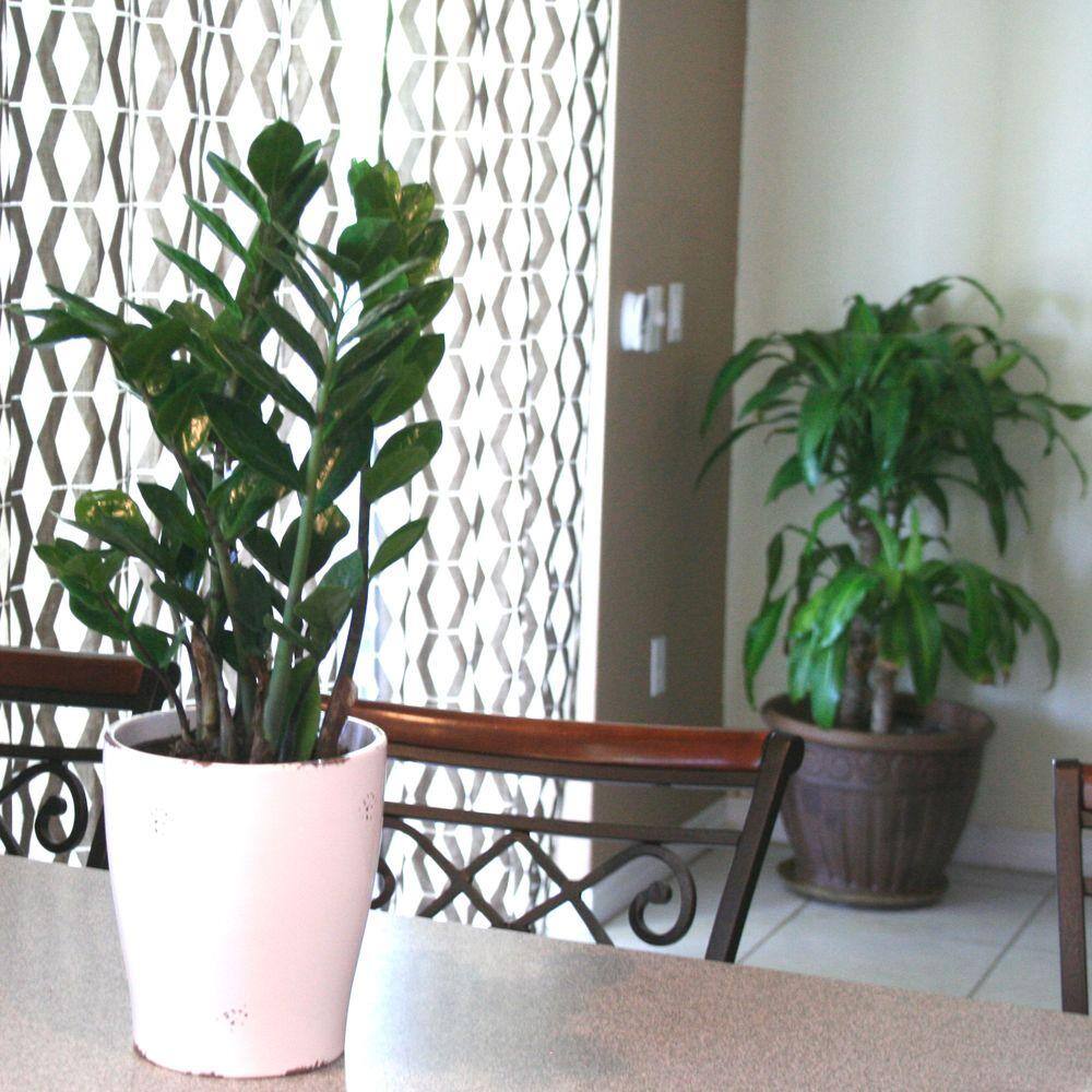 Costa Farms Zamioculcas Zamiifolia ZZ Indoor Plant in 6 in. Two-Tone Ceramic Planter Avg. Shipping Height 10 in. Tall CO.ZA07.3.2TO