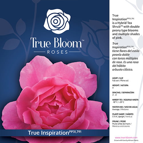 True Bloom by Altman Plants 8QT True Inspiration Light Pink Rose Live Plant Pot