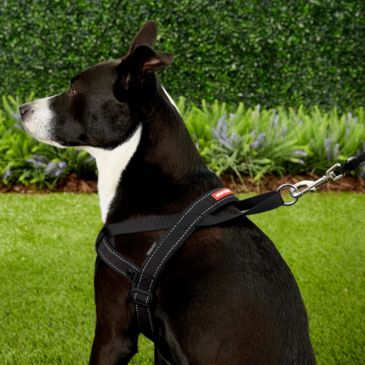 EzyDog Quick Fit Dog Harness