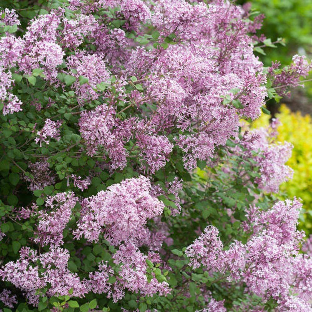 PROVEN WINNERS 2 Gal. Bloomerang Dark Purple Reblooming Lilac (Syringa) Live Shrub with Deep Purple Flowers PWSPA2BLM1PK