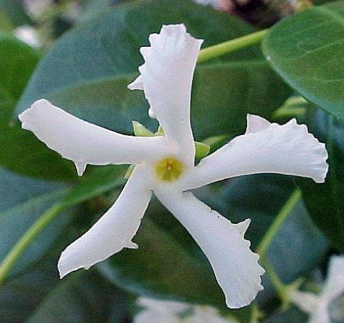 Confederate Star Jasmine Plant - 6