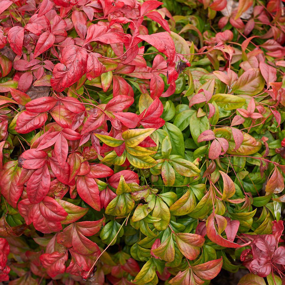 ALTMAN PLANTS 1 Gal. Nandina Domestica Atropurpurea Nana Shrub Plant 0881291