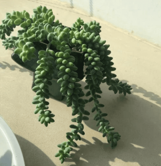 Long Branch 4 inch Burro's Tail Succulents Plants Sedum Morganianum Donkey's Tail Fully Rooted