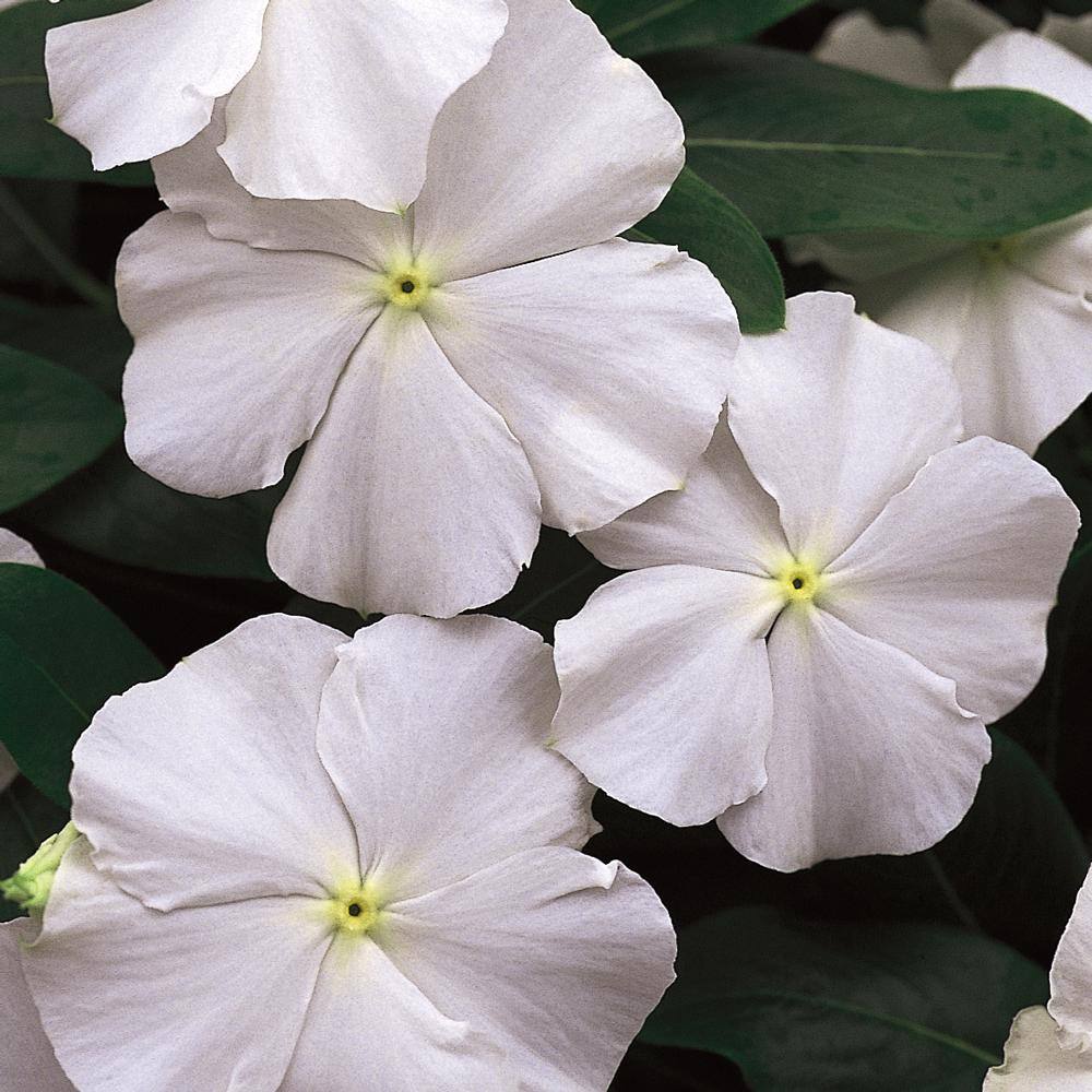 1.38-Pint White and Cream Periwinkle Plant 7599