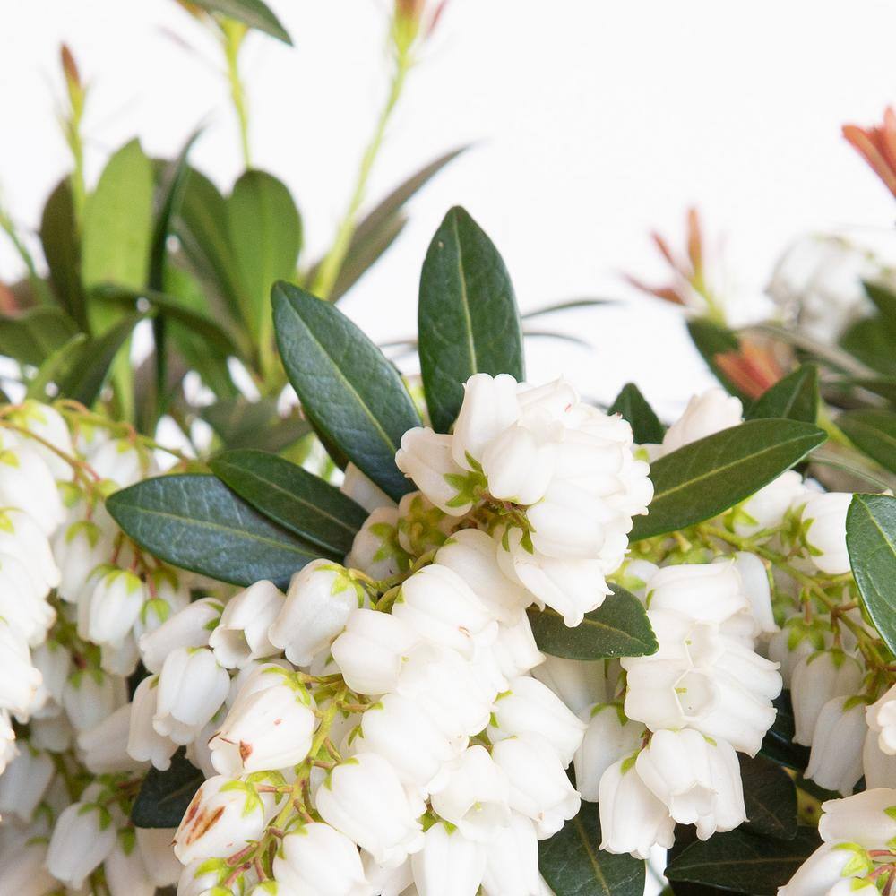 SOUTHERN LIVING 2 Gal. Mountain Snow Pieris Evergreen Shrub Clusters of Small Bell-shaped White Blooms 46962