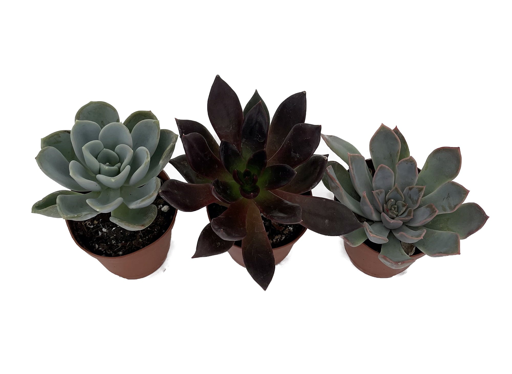 3 Different Desert Rose Succulent Plants - Echeveria - Easy to grow - 2