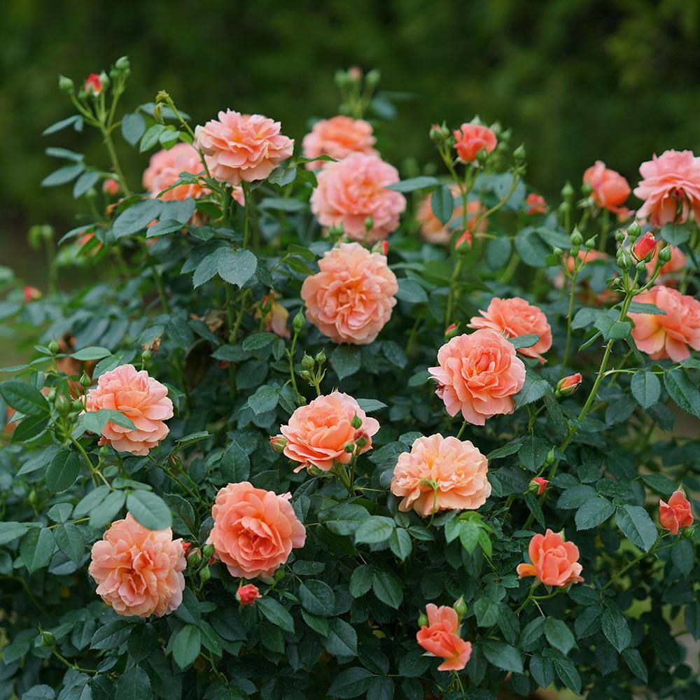 PROVEN WINNERS 2 Gal. At Last Rose Plant with Sunset-Orange Flowers 16888