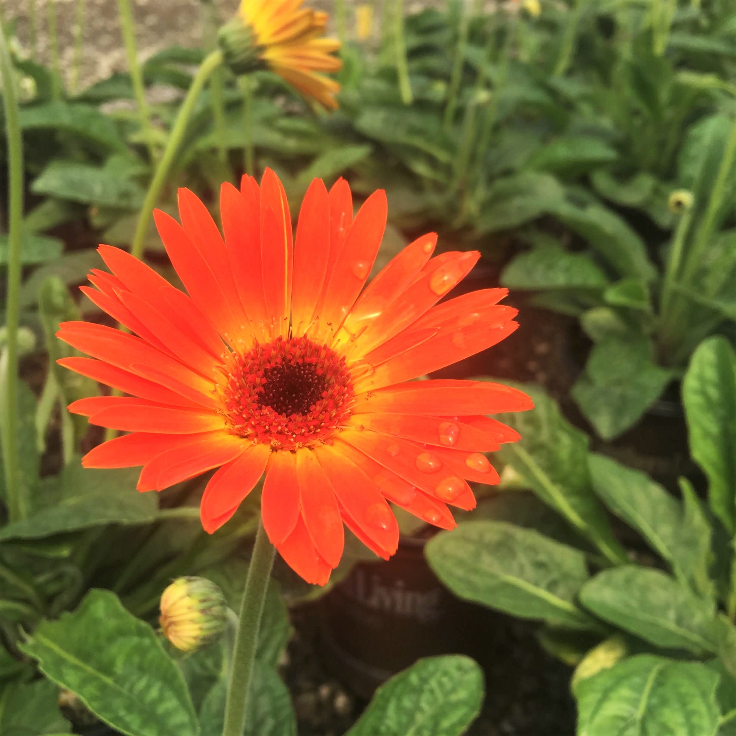 Orange Garden Jewels Gerber Daisy (2.5 Quart) Flowering Perennial - Live Outdoor Plant - Southern Living Plant Collection