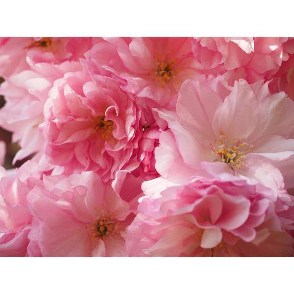 Online Orchards Kwanzan Cherry Blossom Tree Bare Root FLCH001