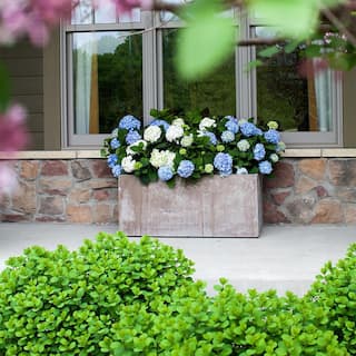 Endless Summer 1 Gal. The Original Reblooming Hydrangea Flowering Shrub with Pink or Blue Flowers 10530