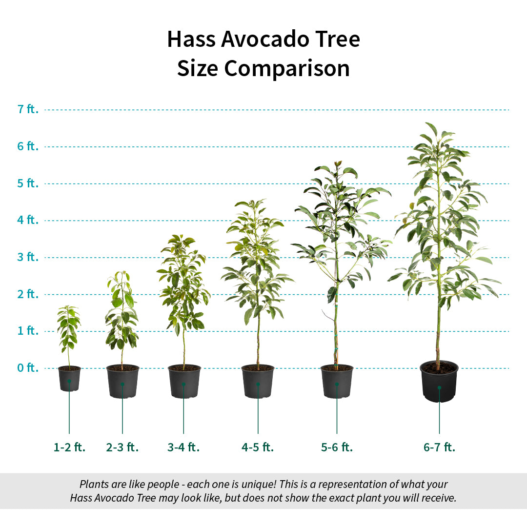 Hass Avocado Tree