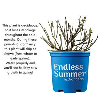 Endless Summer 1 Gal. The Original Reblooming Hydrangea Flowering Shrub with Pink or Blue Flowers 838594