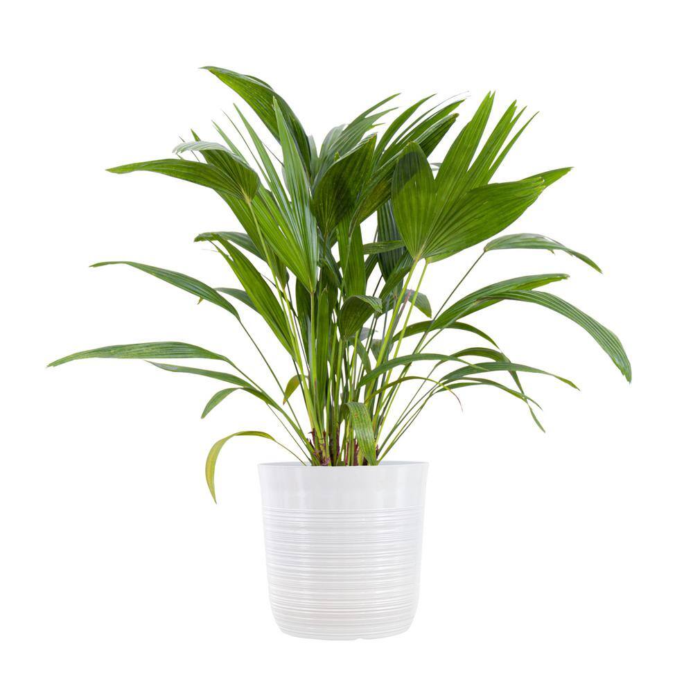 United Nursery Chinese Fan Palm Plant in 10 inch White Decor Pot 74592