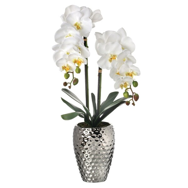 Phalaenopsis Orchid In Hammer Silver Pot 24