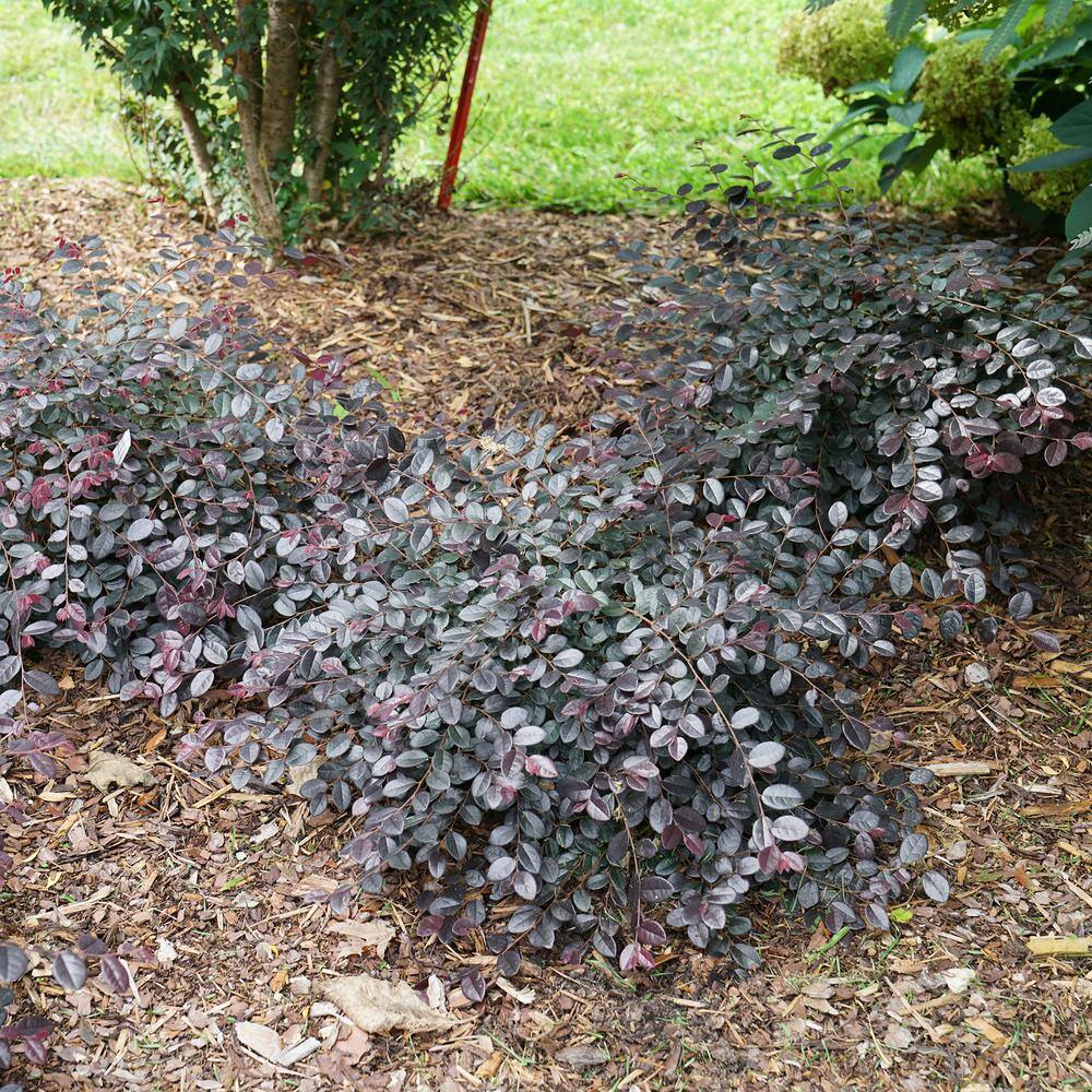 PROVEN WINNERS 2 Gal. Jazz Hands Mini Loropetalum Shrub with Black-Purple Foliage 16611