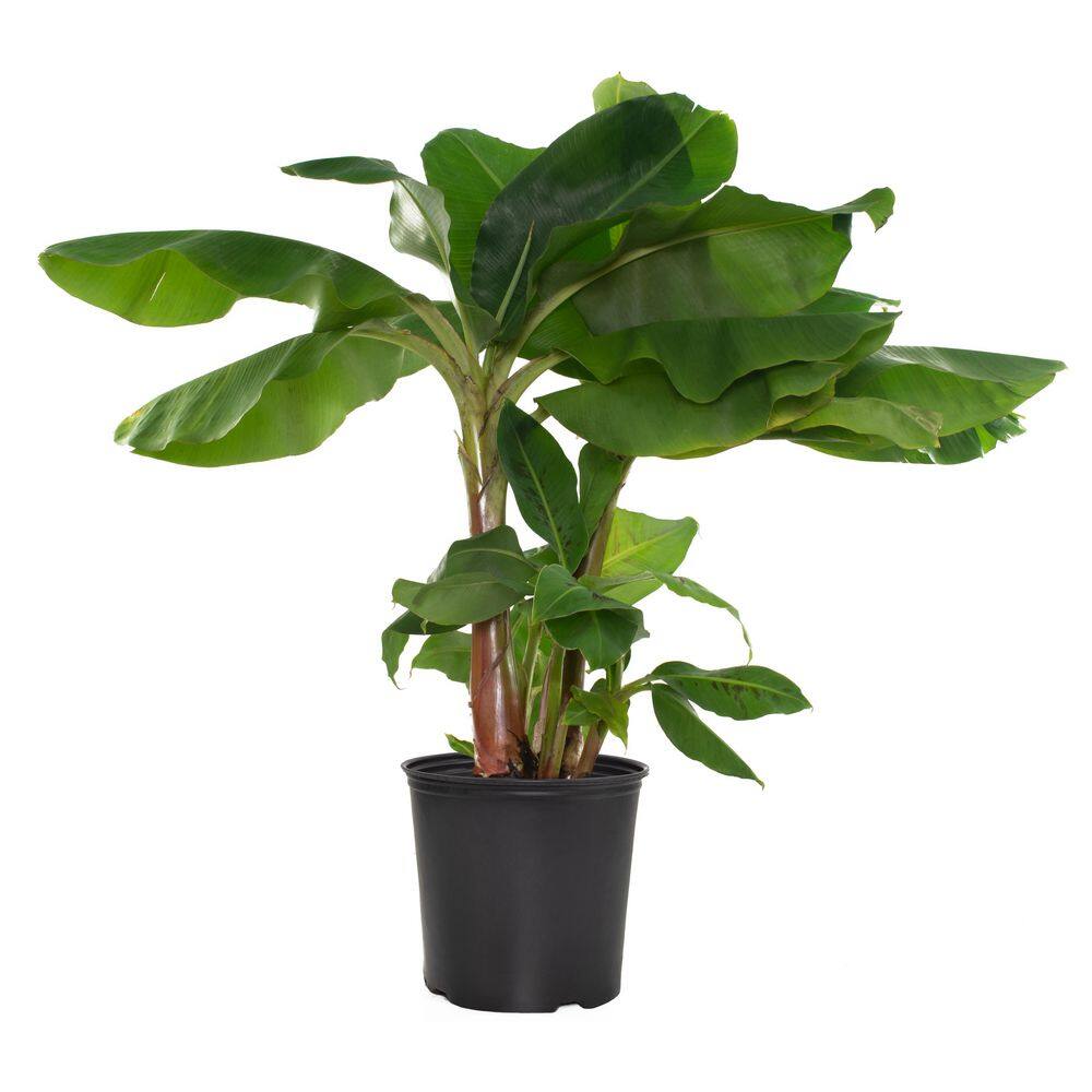 national PLANT NETWORK 10 In. Dwarf Banana Cavendish Houseplant +in Grower Container