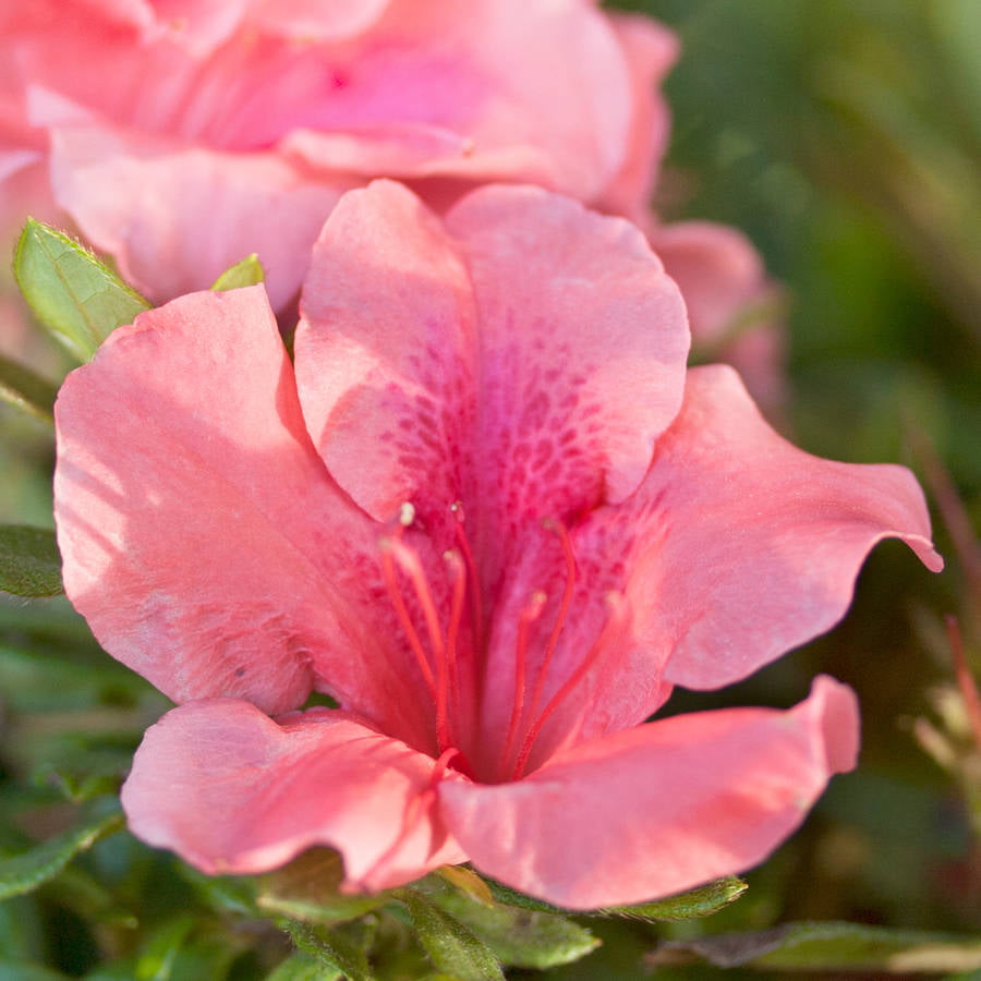 Encore Azalea Autumn Coral (2 Gallon) Coral Pink Flowering Shrub - Full Sun Live Outdoor Plant